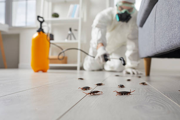 Commercial Rodent Management in Maria Stein